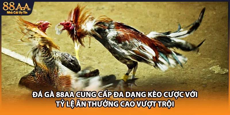 Đá gà 88AA cung cấp đa dạng kèo cược với tỷ lệ ăn thưởng cao vượt trội