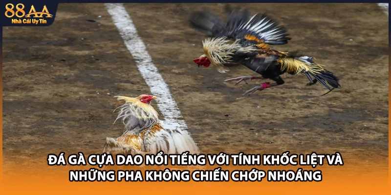 Đá gà cựa dao nổi tiếng với tính khốc liệt và những pha không chiến chớp nhoáng 