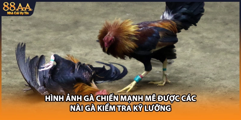 Hình ảnh gà chiến mạnh mẽ được các nài gà kiểm tra kỹ lưỡng 