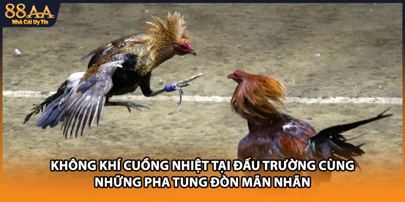 Không khí cuồng nhiệt tại đấu trường cùng những pha tung đòn mãn nhãn 