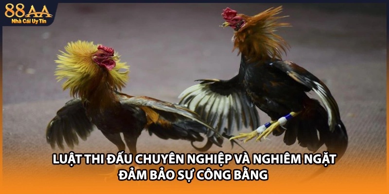 Luật thi đấu chuyên nghiệp và nghiêm ngặt đảm bảo sự công bằng 