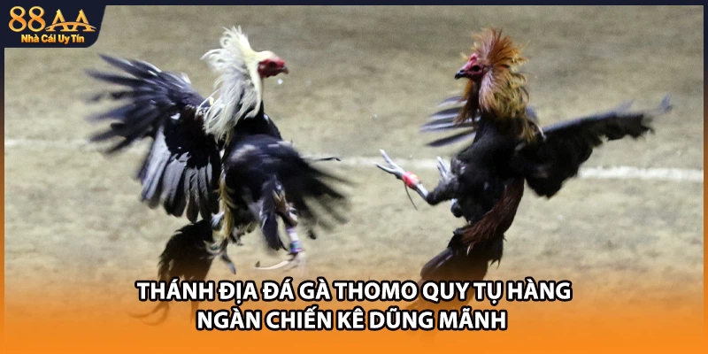 Thánh địa đá gà Thomo quy tụ hàng ngàn chiến kê dũng mãnh 