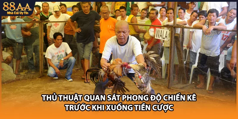 Thủ thuật quan sát phong độ chiến kê trước khi xuống tiền cược