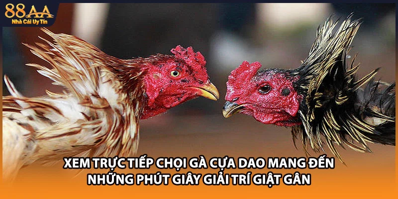 Xem trực tiếp chọi gà cựa dao mang đến những phút giây giải trí giật gân 